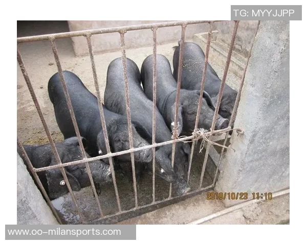 梅州五华县超冠军奖励肥猪寓意财富满满引发热议 梅州五华县超冠军奖励肥猪寓意财富满满引发热议